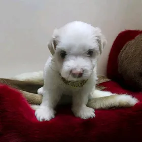 احلي واشيك ولد هافانيز Havanese ميني ٤٧ يوم