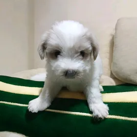 احلي واشيك ولد هافانيز Havanese ميني ٤٧ يوم