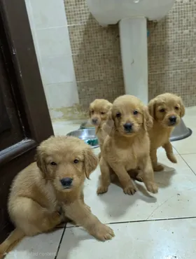 Golden Retrievers Puppies جولن رتريفر عمر ٤٥ يوم
