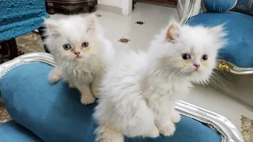 قطط هيمالايا اورنج
