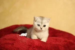 British shorthair/scottish fold بريتيش/سكوتش فولد