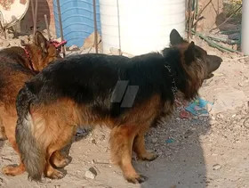 بسم الله مشاء الله عرض حرق اسعار