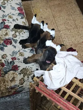 جراوي مستوى محترم جدا ❤️متاح ذكور وإناث