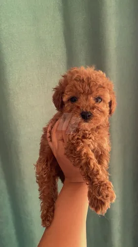 poodle puppies