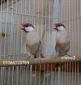 جاوا فون 