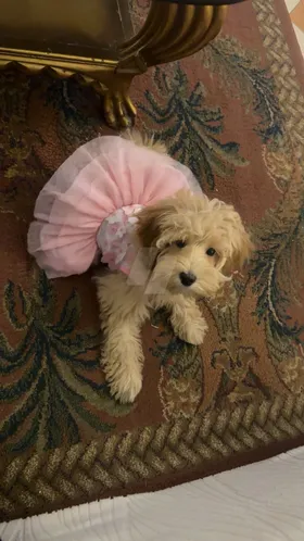 maltipoo