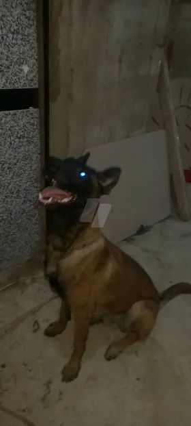 مالينو 