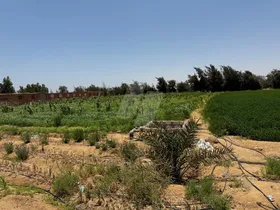 مزرعة إنتاج حيواني وداجني وسمكي 