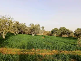 ارض زراعيه