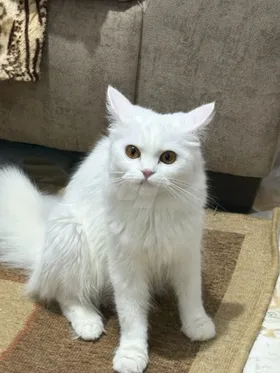 قطه للبيع 