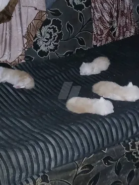 قطط ٥