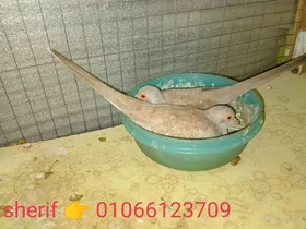 يمام مآسي 
