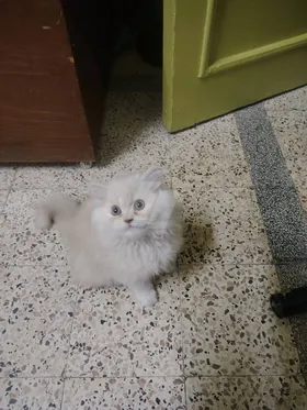 قط مشمشي و اسمه مشمش