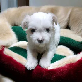 احلي واشيك بنوته هافانيز Havanese ميني ٤٧ يوم