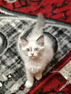  راجدول وايت بوينت