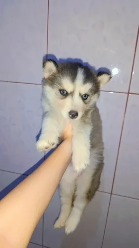 كلبه هاسكي