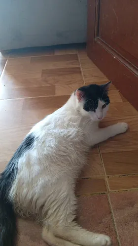 قطط للتبني